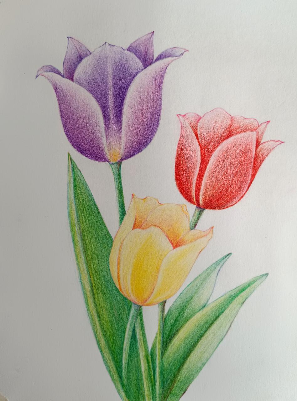 The Language of Tulips 🌷 