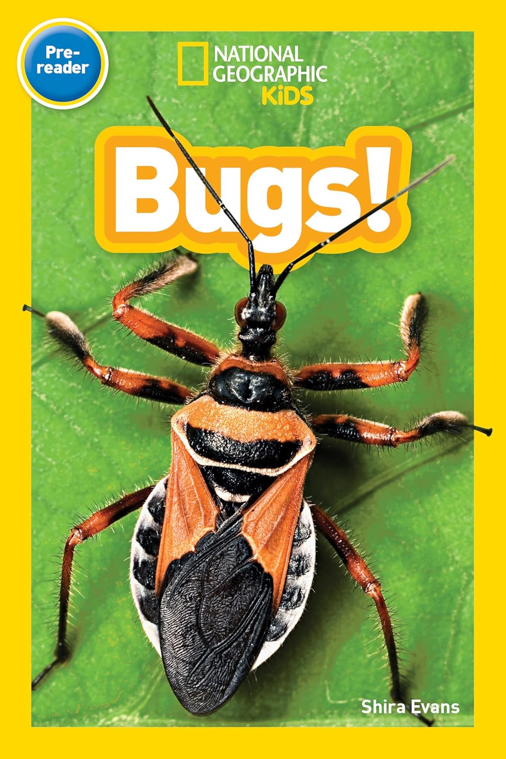 Bugs!